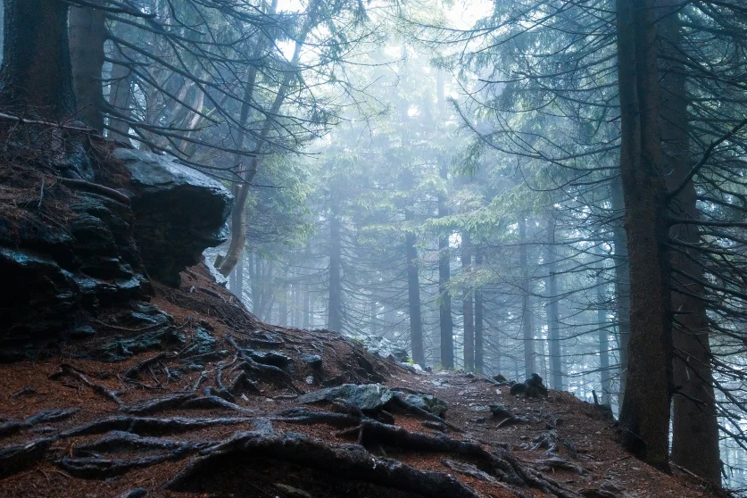 Décor de forêt brumeuse évoquant un environnement que pourrait décrire un maître de jeu dans une scène de JDR